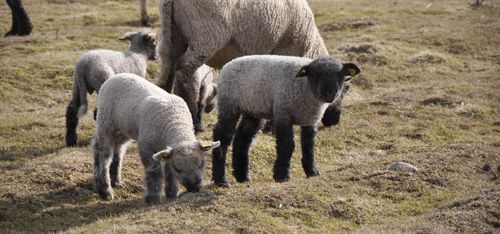 Kina nytt mål för irländsk export