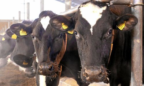 Antalet mjölkkor sjunker