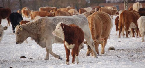 Riksdagsmajoritet: Utred djurförbudsbeslut i domstol