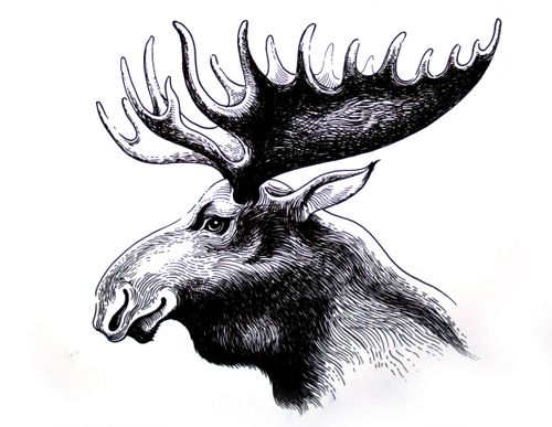 Betesskadorna måste prioriteras