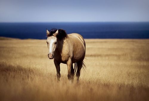 Nu blir det bättre service för hästägare på Gotland när ny klinik öppnas. Arkivbild.