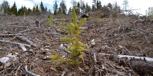 Många riskerar bli utan plantor till våren