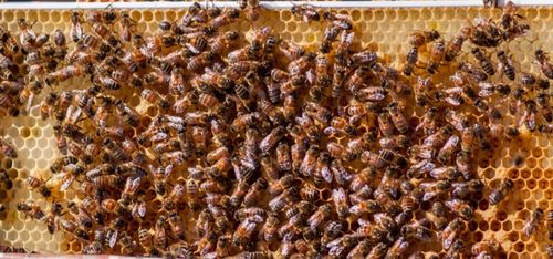 Kyla och torka slår hårt mot biodlare