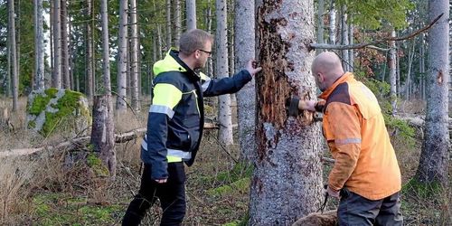 Snabbhet avgörande – få betalt för barkborrevirke