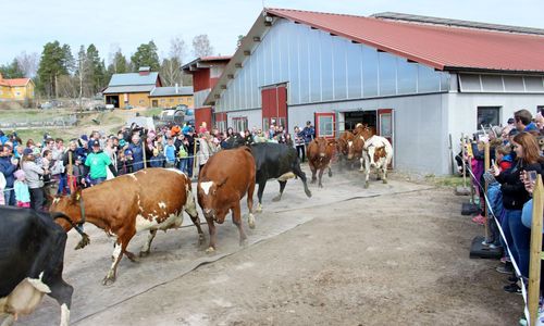 I år blir det kosläpp på nätet