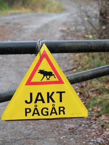 Jägare kritiska: För många älgar ska skjutas