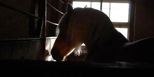 Ridklubb riskerar bli husvill