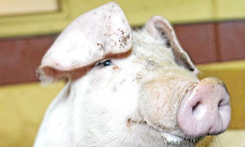 Påsken skapar sug efter griskött