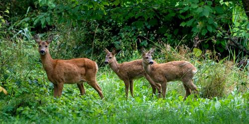 ”Siffrorna om klövviltet är missvisande”