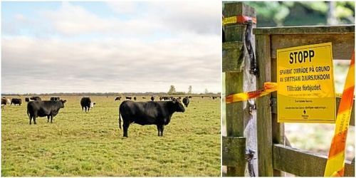 Dags vaccinera mot mjältbrand igen