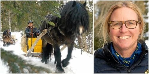 Populärt med brukshästar: ”Jag lever mitt livs dröm”