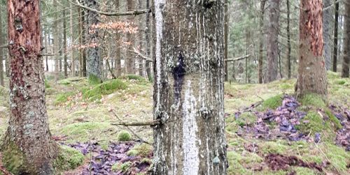 Ökande skogsskador efter extremväder