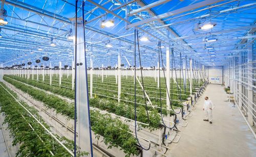 Företagets första storskaliga kretsloppsodling av tomat och regnbågslax togs i drift under 2017.