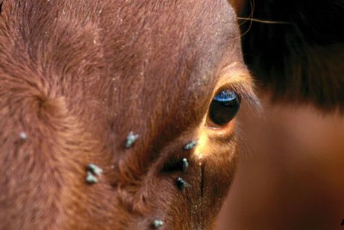 Förlamad ko lämnades åt vilda djur