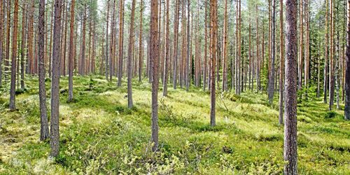 Experterna om Sveaskogs åldersfördelning