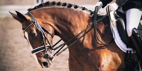 Inställda hästtävlingar har satt fart på aveln