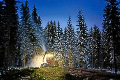 Så ska Stora Enso veta om markerna bär