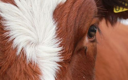 Sågade av horn - åtalas