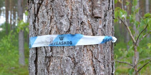 Dubblat värde på Sveas skogar