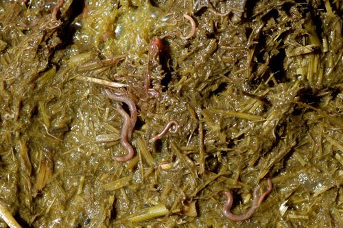 Här ses både små och stora blodmaskar i tarminnehållet hos häst.