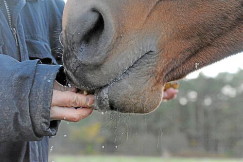 Ridklubb får pengar efter kvarkautbrott