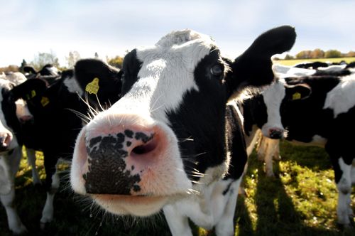 Sex kvigor har anmälts som stulna i Munkedal. Genrebild.