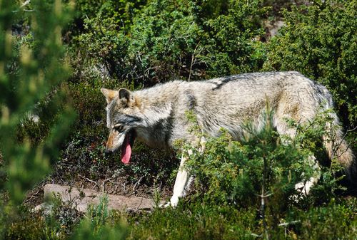 Vargarna i Riala-trakten gäckade jägarna under de första tio dagarnas skyddsjakt. Arkivbild.