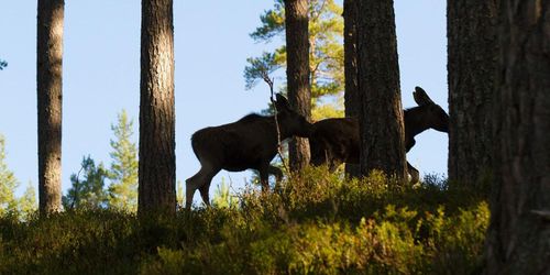 ”Både älgen och tallen måste räddas”