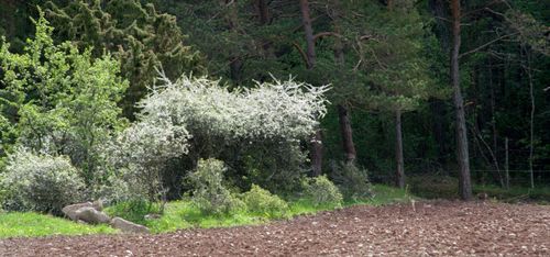 Så kan du tjäna pengar på skogsbrynen