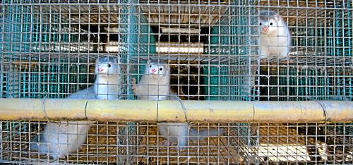 Minkuppfödare känner framtidstro – inte oro