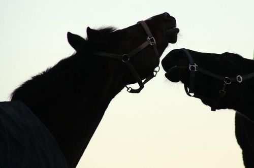 Dödligt utbrott av herpesvirus