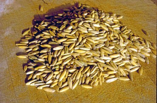 Grain Café serverar vad de heter - spannmål, bland annat i form av havregrynsgröt.