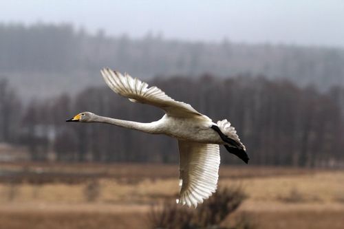 Sångsvanar på Irland drabbade av fågelinfluensa.