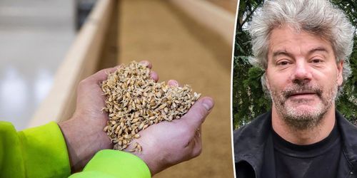 Lyckat experiment för nordlig maltkornspionjär