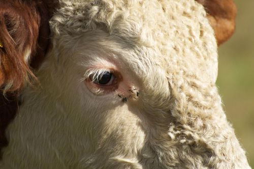 Halta tjurar fick avlivas – veterinär får varning