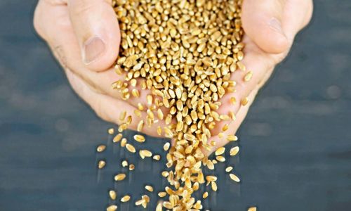 Ja till Bayers köp av Monsanto