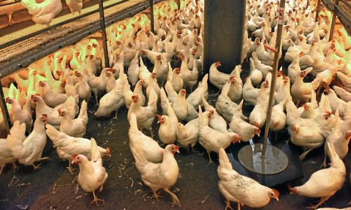 Namninsamling mot burar framgångsrik