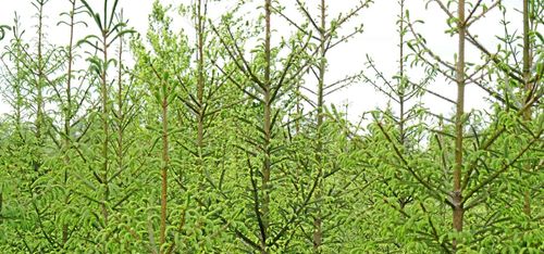 90 procent når målen