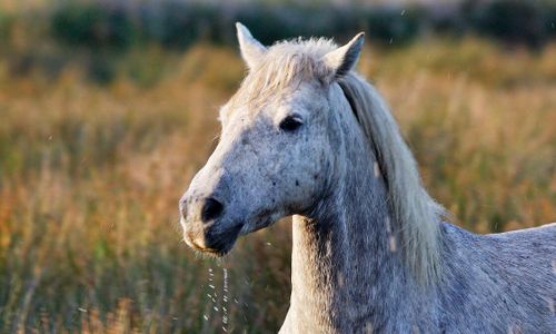 Vaccin ska stoppa plågsam hästsjukdom
