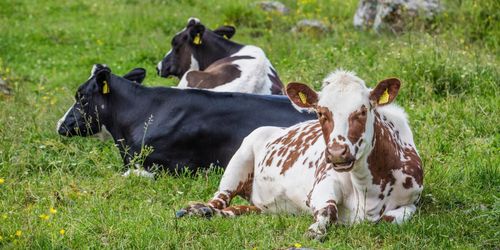Olika åsikter om ersättning för betesmark