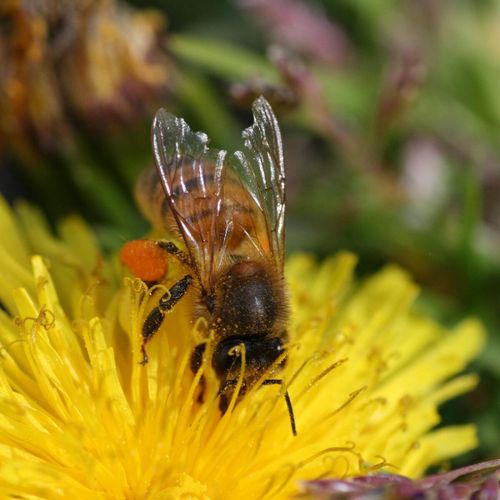 Neonikotinoidernas framtid avgjord