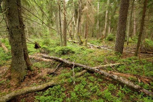 Beslut: Biolog får inventera arter på fritiden