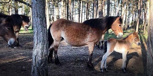 Årets första russföl fött på Lojsta hed