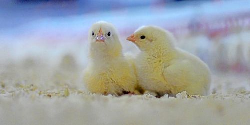 Kronfågel stänger slakteri – efter tre år