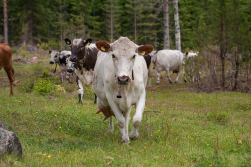 Mjölkkris hotar fjällkon