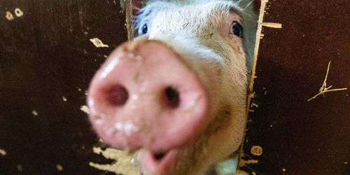 Nytt golv gav bättre djurhälsa för smågrisar