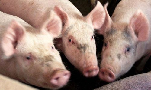 Fler grisar till slakt