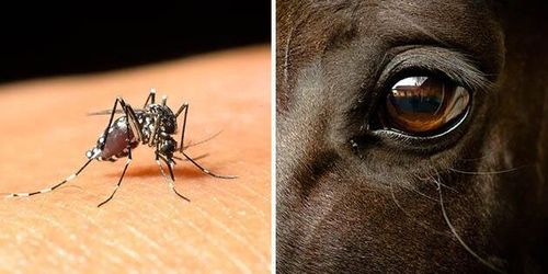 SVA letar främmande virus