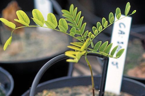 Skogen kan hjälpa Zambia