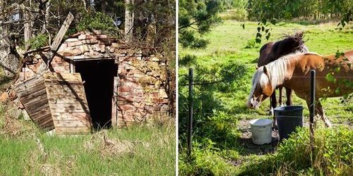 Häst dog efter fall ner i jordkällare